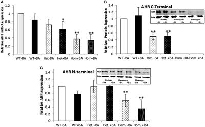 Gene and Protein Expression in Subjects With a Nystagmus-Associated AHR Mutation